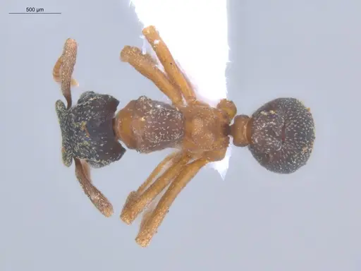 Cyphomyrmex transversus specimen ECOFOG-KOT23-0281-02 image ecofog-kot23-0281-02_1