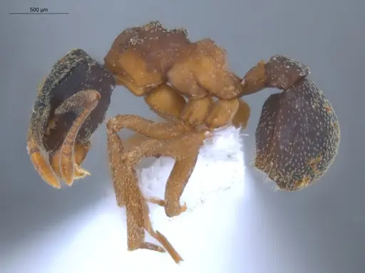 Cyphomyrmex transversus specimen ECOFOG-KOT23-0281-02 image ecofog-kot23-0281-02_3