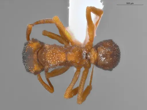 Cyphomyrmex transversus specimen ECOFOG-SAV18-0002-05 image ecofog-sav18-0002-05_1