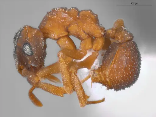 Cyphomyrmex transversus specimen ECOFOG-SAV18-0002-05 image ecofog-sav18-0002-05_3