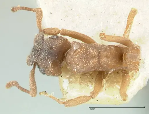 Cyphomyrmex transversus specimen FOCOL1767 image focol1767_1