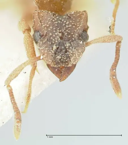 Cyphomyrmex transversus specimen FOCOL1767 image focol1767_2