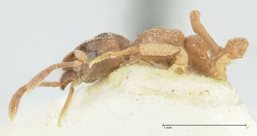 Cyphomyrmex transversus specimen FOCOL1767 image focol1767_3