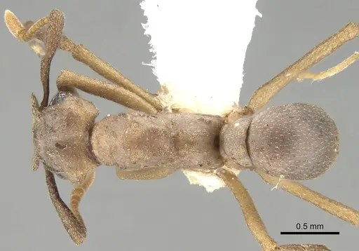 Cyphomyrmex vorticis specimen CASENT0281768 image casent0281768_1