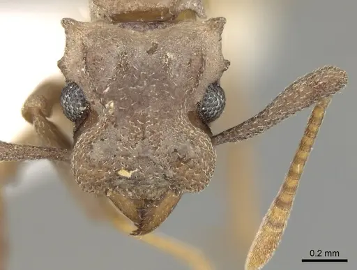 Cyphomyrmex vorticis specimen CASENT0281768 image casent0281768_2