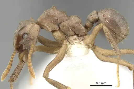 Cyphomyrmex vorticis specimen CASENT0281768 image casent0281768_3