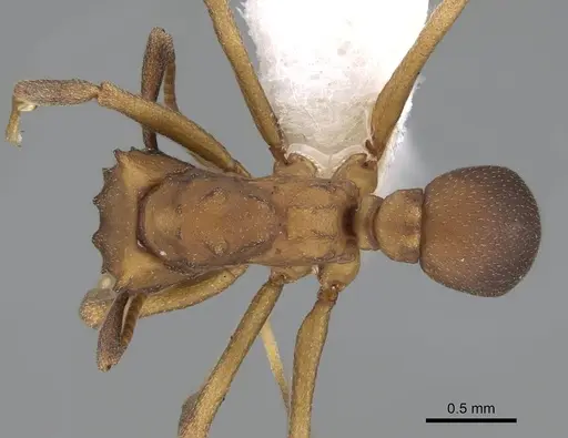 Cyphomyrmex vorticis specimen CASENT0922145 image casent0922145_1