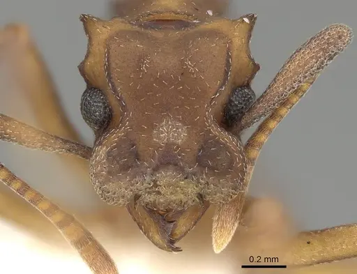 Cyphomyrmex vorticis specimen CASENT0922145 image casent0922145_2