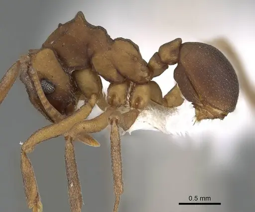 Cyphomyrmex vorticis specimen CASENT0922145 image casent0922145_3