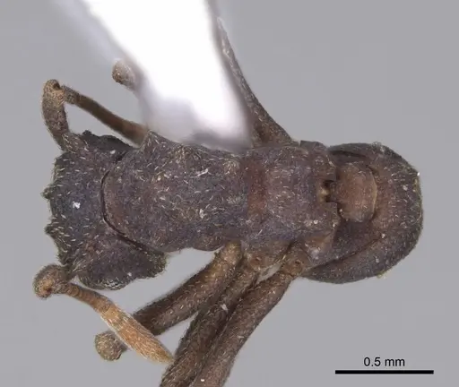 Cyphomyrmex vorticis specimen CASENT0923107 image casent0923107_1