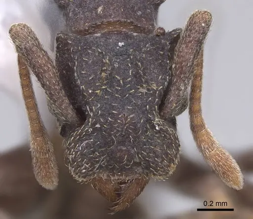 Cyphomyrmex vorticis specimen CASENT0923107 image casent0923107_2