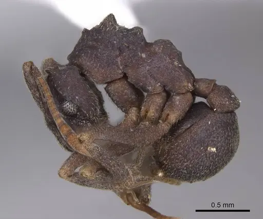 Cyphomyrmex vorticis specimen CASENT0923107 image casent0923107_3