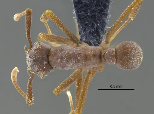 Cyphomyrmex vorticis specimen IAVH-E-263212 image iavh-e-263212_1