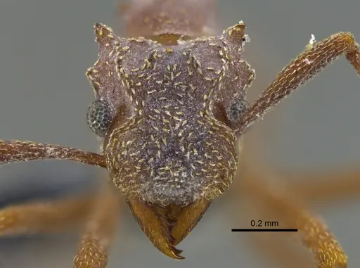 Cyphomyrmex vorticis specimen IAVH-E-263212 image iavh-e-263212_2