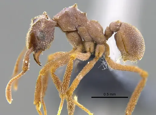 Cyphomyrmex vorticis specimen IAVH-E-263212 image iavh-e-263212_3