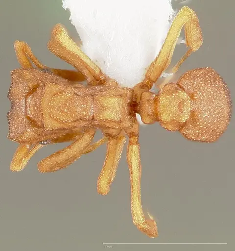 Cyphomyrmex wheeleri specimen CASENT0005664 image casent0005664_1