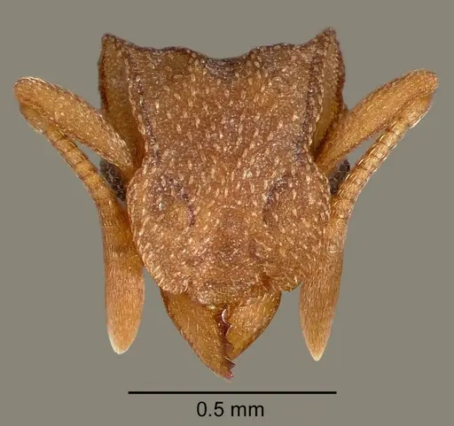 Cyphomyrmex wheeleri specimen CASENT0005664 image casent0005664_2