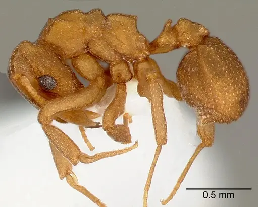 Cyphomyrmex wheeleri specimen CASENT0005664 image casent0005664_3