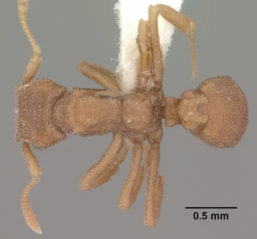 Cyphomyrmex wheeleri specimen CASENT0102834 image casent0102834_1