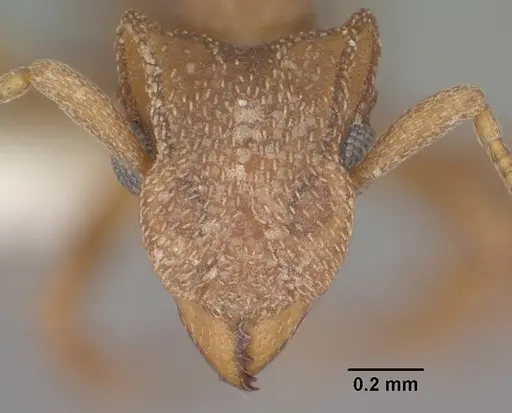 Cyphomyrmex wheeleri specimen CASENT0102834 image casent0102834_2