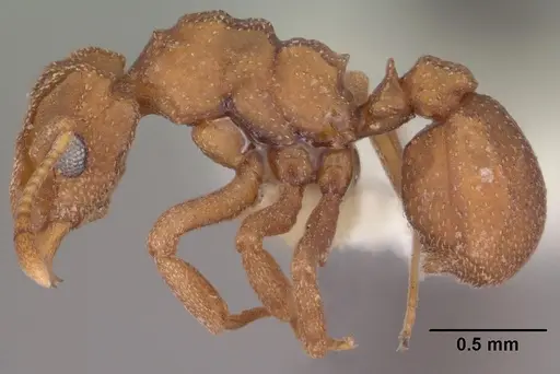 Cyphomyrmex wheeleri specimen CASENT0102834 image casent0102834_3