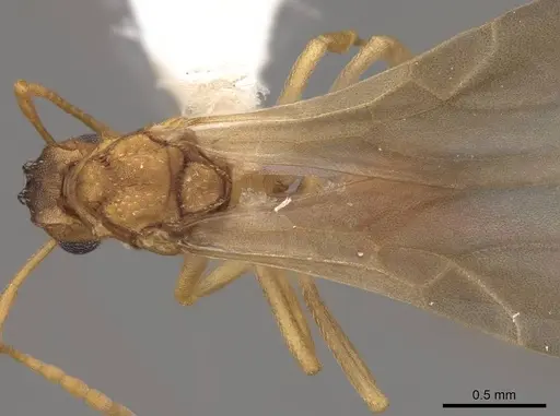 Cyphomyrmex wheeleri specimen CASENT0811238 image casent0811238_1