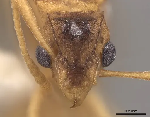 Cyphomyrmex wheeleri specimen CASENT0811238 image casent0811238_2