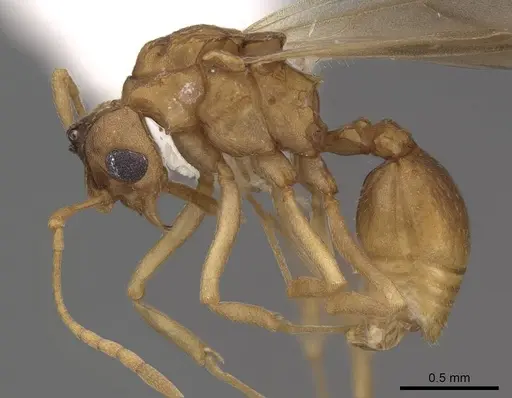 Cyphomyrmex wheeleri specimen CASENT0811238 image casent0811238_3