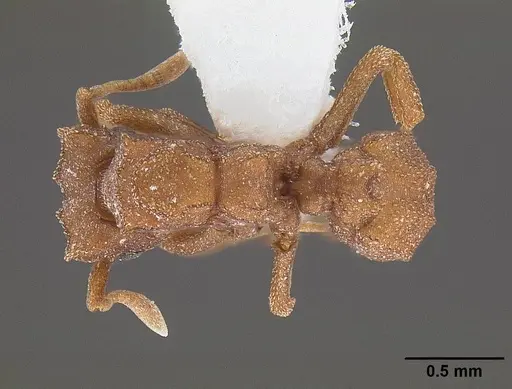 Cyphomyrmex wheeleri specimen CASENT0844191 image casent0844191_1