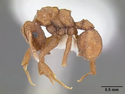 Cyphomyrmex wheeleri specimen CASENT0844191 image casent0844191_3