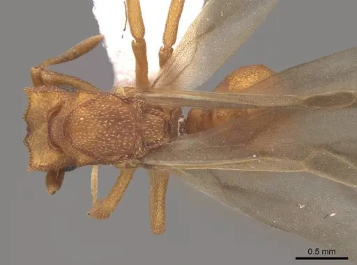 Cyphomyrmex wheeleri specimen CASENT0844193 image casent0844193_1