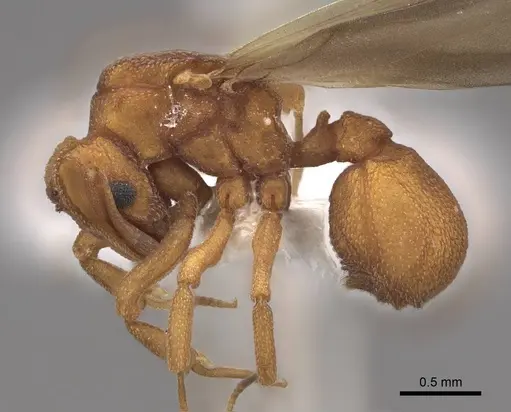 Cyphomyrmex wheeleri specimen CASENT0844193 image casent0844193_3