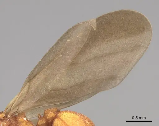 Cyphomyrmex wheeleri specimen CASENT0844193 image casent0844193_4