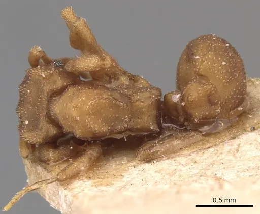 Cyphomyrmex wheeleri specimen CASENT0904982 image casent0904982_1
