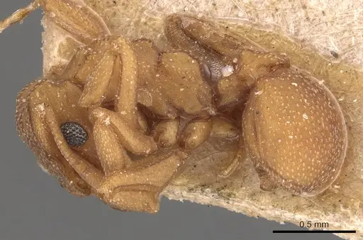 Cyphomyrmex wheeleri specimen CASENT0904982 image casent0904982_3