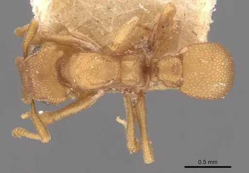 Cyphomyrmex wheeleri specimen CASENT0909384 image casent0909384_1