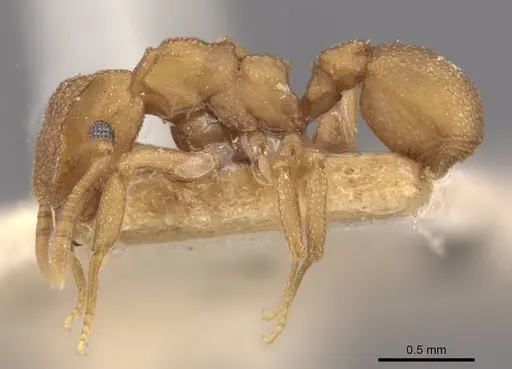 Cyphomyrmex wheeleri specimen CASENT0909384 image casent0909384_3