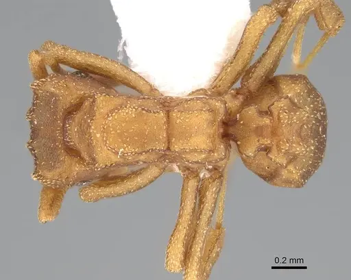 Cyphomyrmex wheeleri specimen CASENT0922119 image casent0922119_1