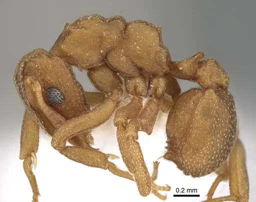 Cyphomyrmex wheeleri specimen CASENT0922119 image casent0922119_3
