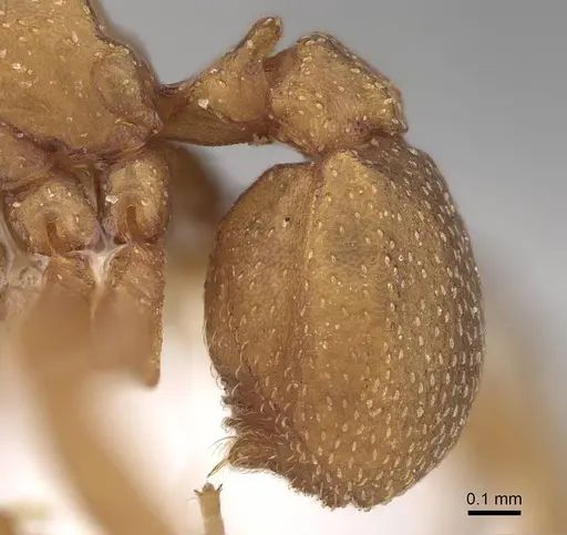 Cyphomyrmex wheeleri specimen CASENT0922119 image casent0922119_4