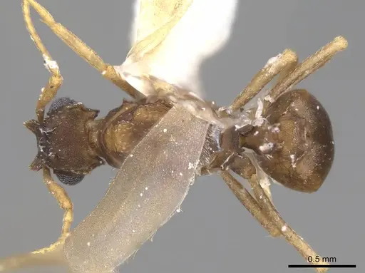 Cyphomyrmex wheeleri specimen CASENT0923104 image casent0923104_1