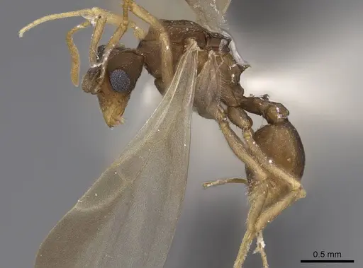 Cyphomyrmex wheeleri specimen CASENT0923104 image casent0923104_3