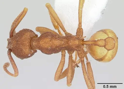Dacatria templaris specimen CASENT0103119 image casent0103119_1