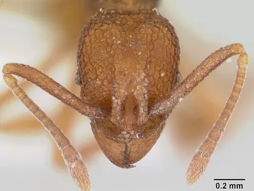Dacatria templaris specimen CASENT0103119 image casent0103119_2