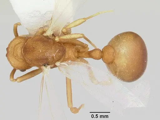 Dacatria templaris specimen CASENT0103120 image casent0103120_1
