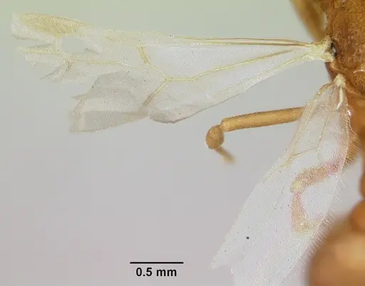 Dacatria templaris specimen CASENT0103120 image casent0103120_2