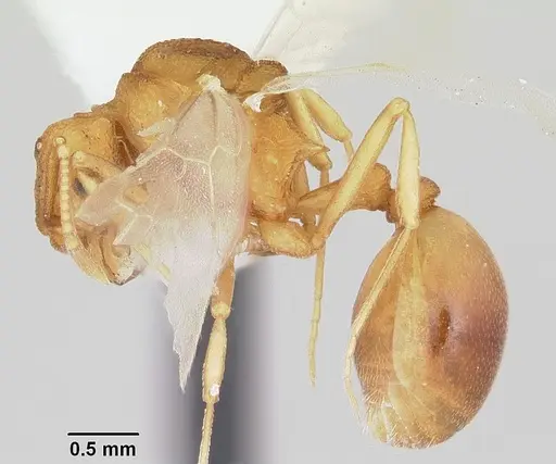 Dacatria templaris specimen CASENT0103120 image casent0103120_4