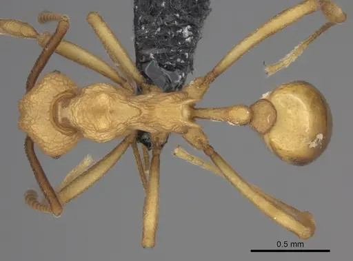 Dacatria templaris specimen CASENT0235148 image casent0235148_1