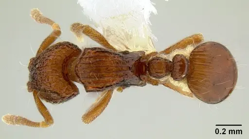 Dacetinops cibdelus specimen CASENT0106220 image casent0106220_1