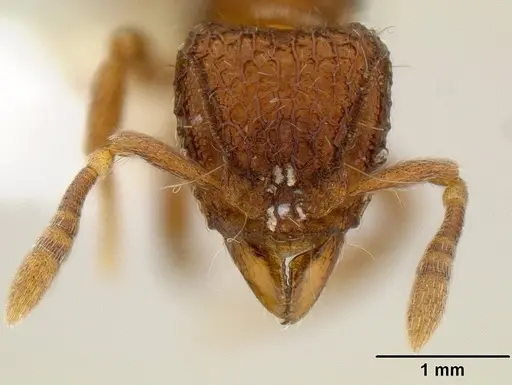 Dacetinops cibdelus specimen CASENT0106220 image casent0106220_2